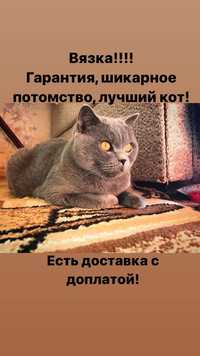 Вязка котов, Вязка вислоухих кошечек, Вязка кошек