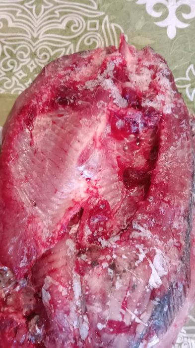 Сазан Иргизский реч