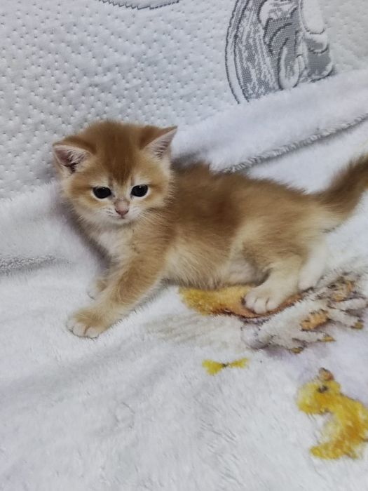 Scottish straight și scottish fold  gold.