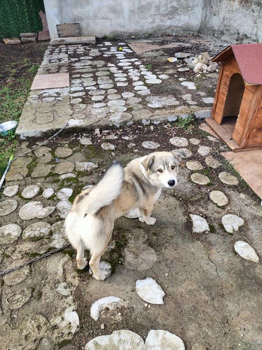 Подарява се женски "Джак ръсел" и мъжко "Западно сибирска лайка"