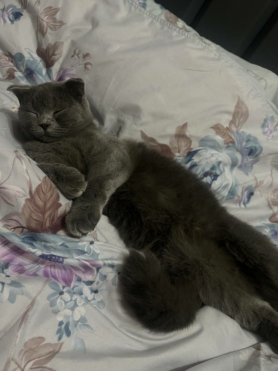 Scottish Fold bolalari sotiladi