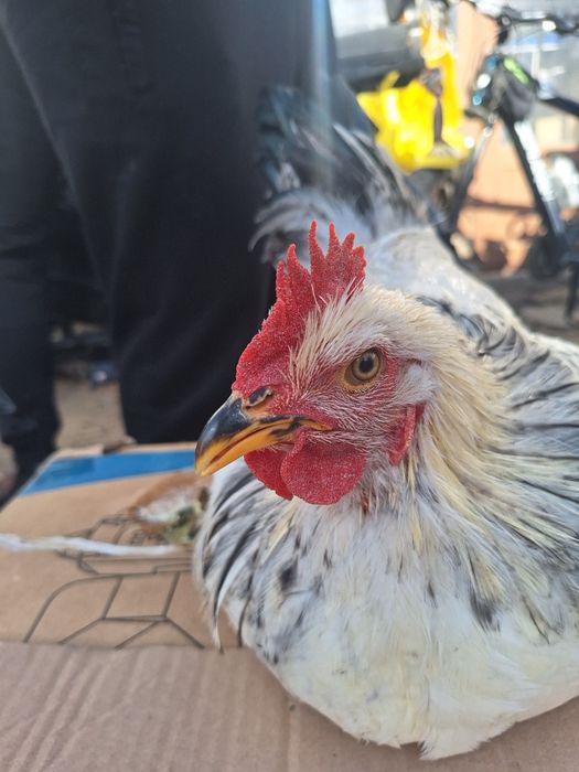 Xo'roz sotiladi 120.000 so'm