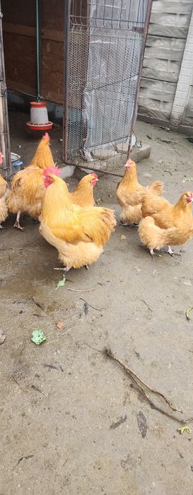 Oua orpington galben