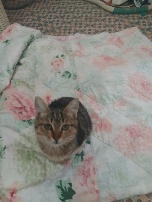 Mushuk bervoramiz bepulga