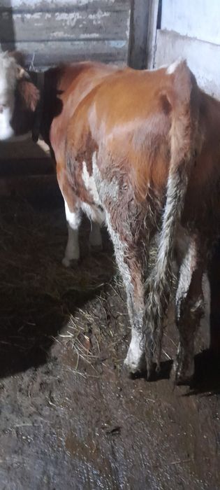 Vand 2 Junci de 11 luni