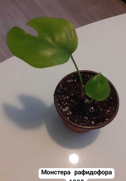 Домашние растения