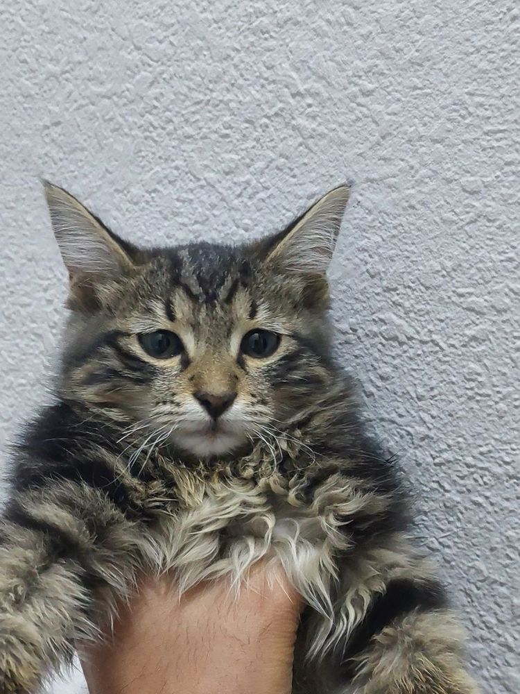 кошки, mushuklar