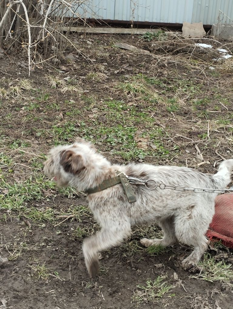 Отдам собаку в добрые руки