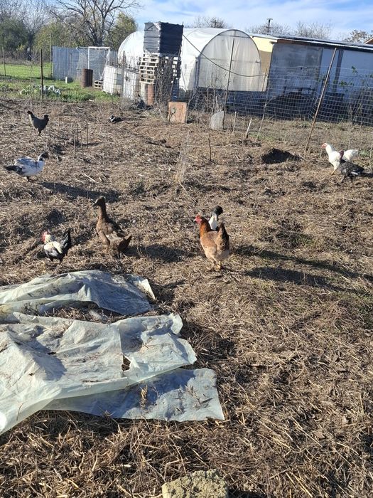 Rate românești diverse culori