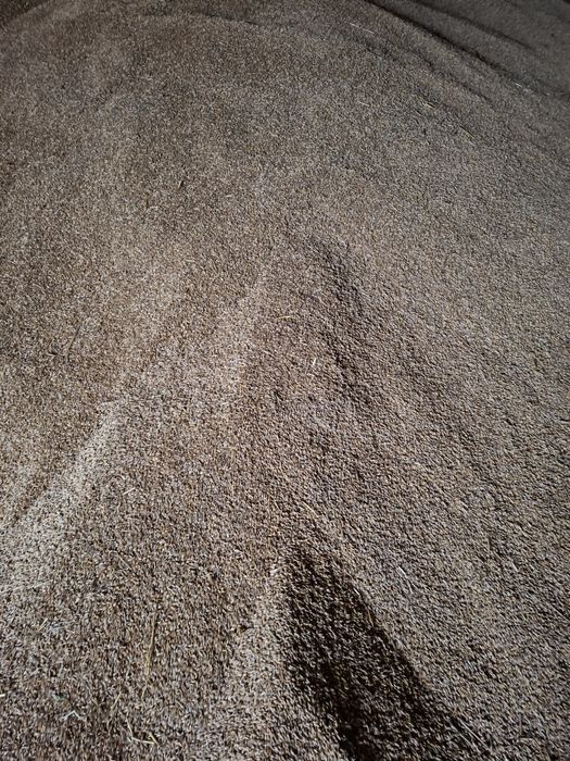 Продам ячмень сорт Вакула