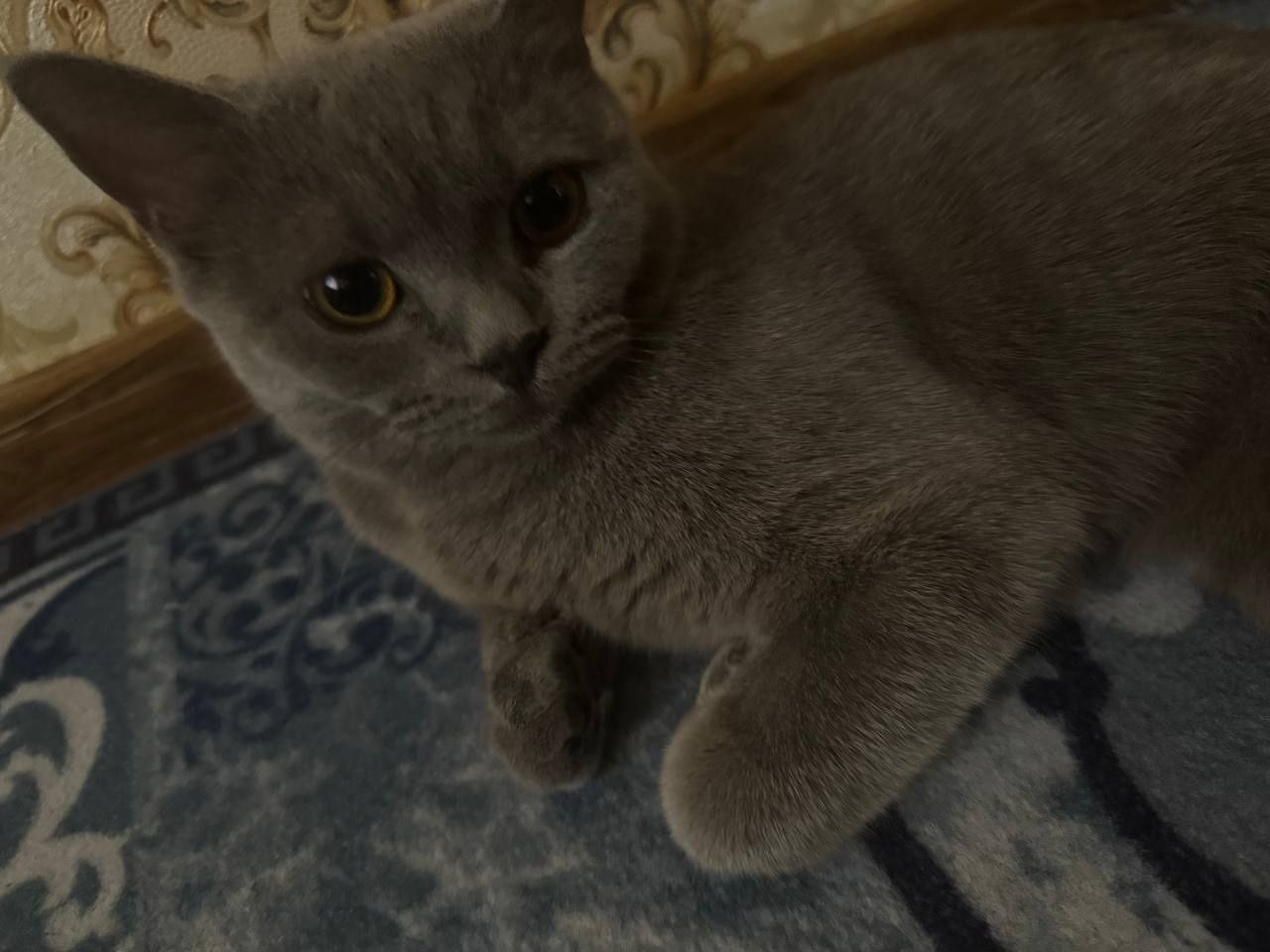 Кошка  скотш страйт