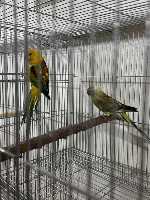 Atlas pevchila sotiladi