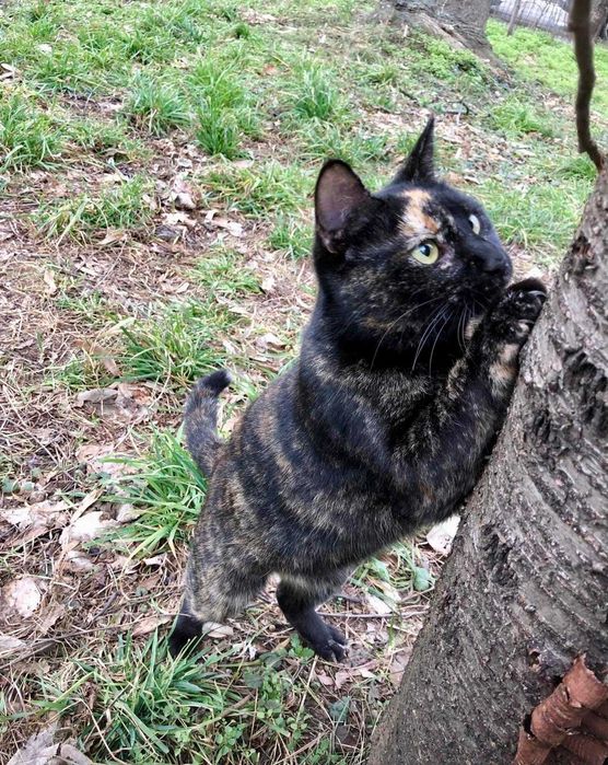 Tortie, pisicuta sterilizata pentru adoptie