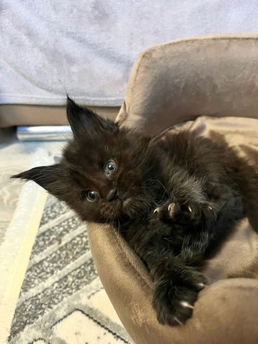 Baietel Maine Coon PEDIGREE Felisa