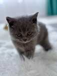 Puiuț British Shorthair