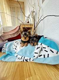 Vand Yorkshire Terrier Baietel