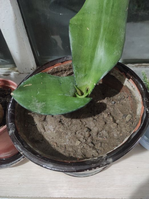 Тёщин язык Сансевиерия муншайн