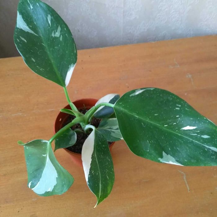 Филодендрон Белая Принцесса для дома и офиса