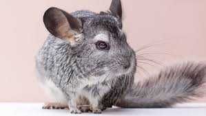 Chinchilla de vamzare
