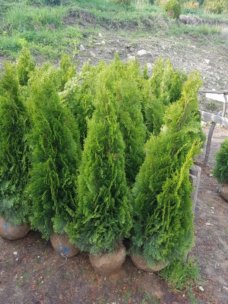 Vand plante ornamentale pepeniera propie