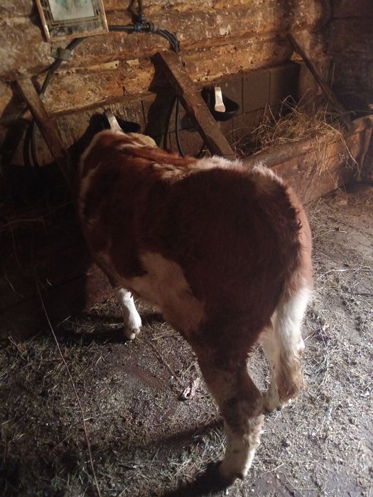 Vindem vitel de trei luni