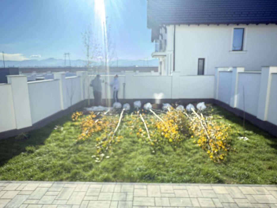 Mesteacan cu coaja albă  Brazii Arginti