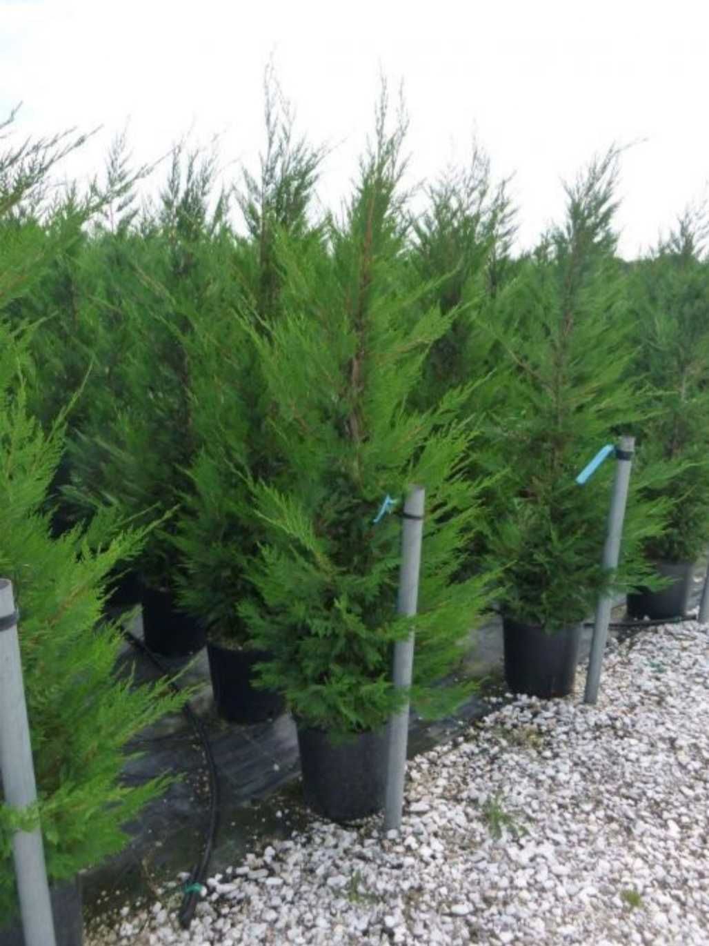 leylandii gard viu