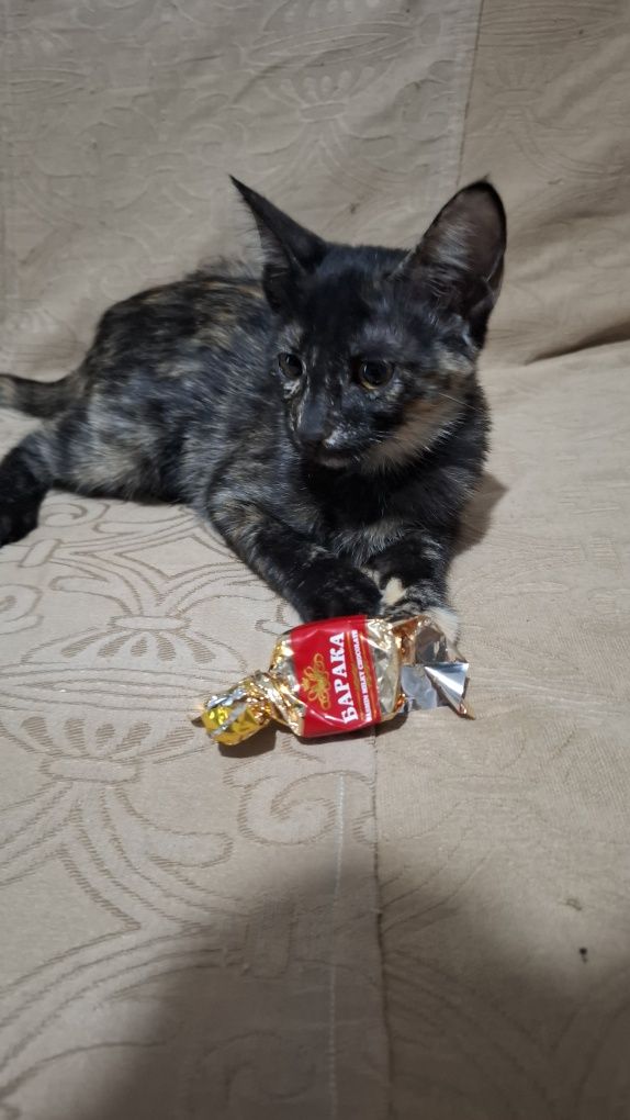 Котята  домашние
