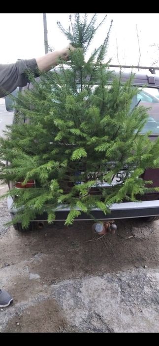 Коледни елхи, коледно дърво