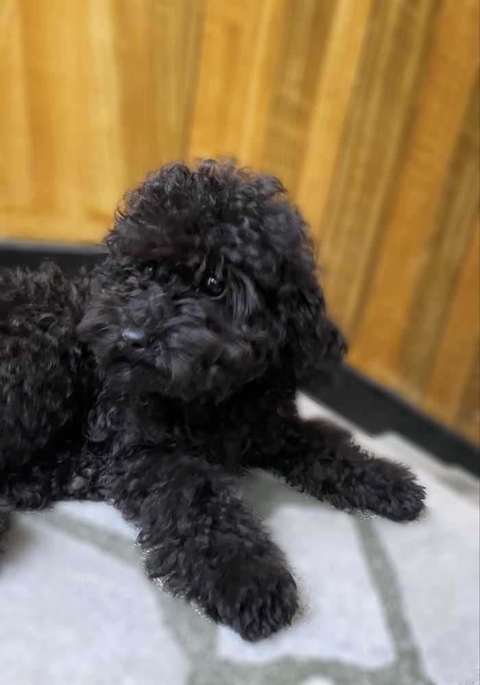 Той пудел / Toy poodle