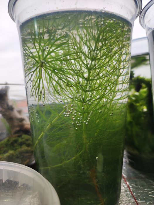 Роголистник и элодея, аквариум