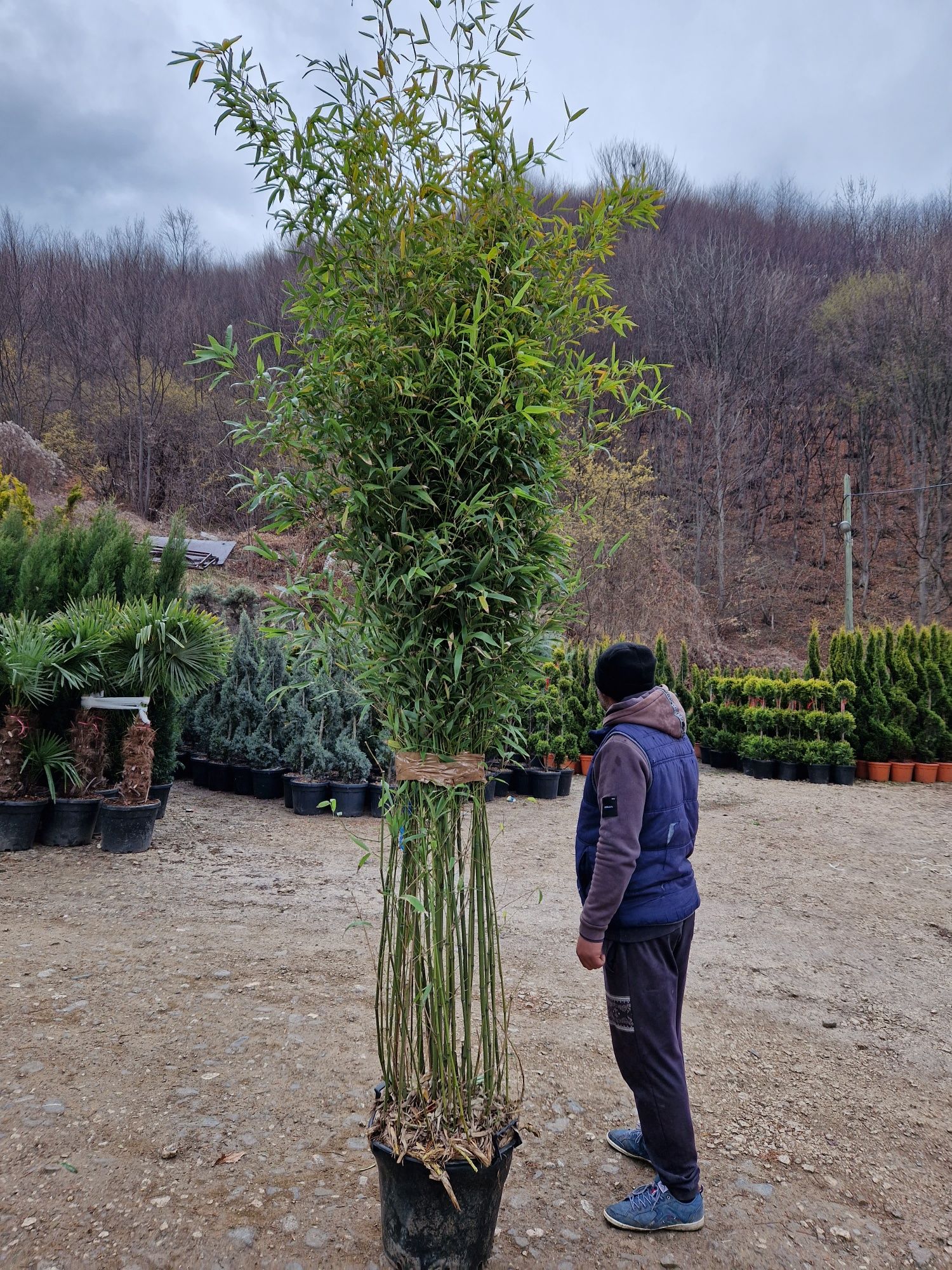 Bambus bisetti, aurea ( auriu , verde )