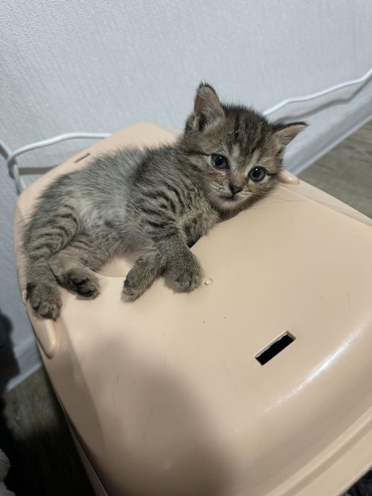 Котята в любящие руки