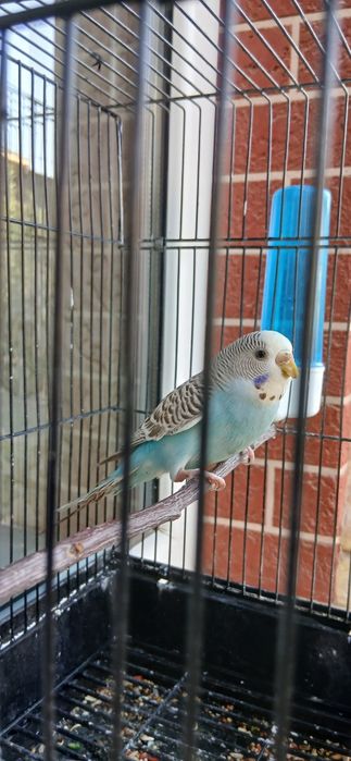 Toʻti 4-5 oylik qizbolasi