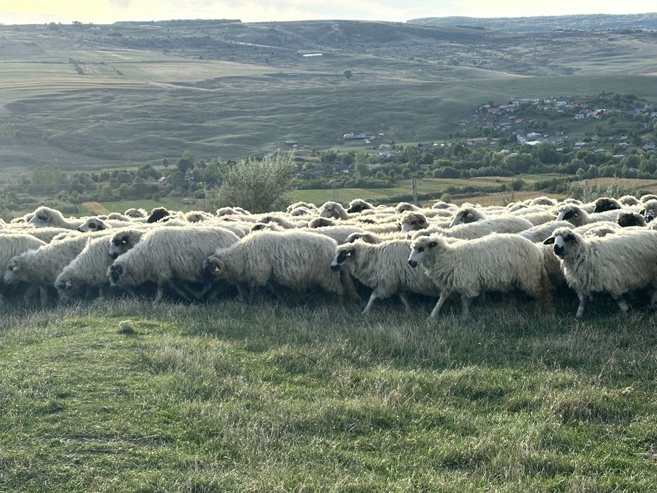 Vand 150 de oi din rasa turcana
