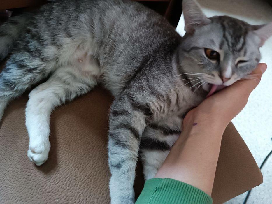 Отдам кошку в хорошие руки