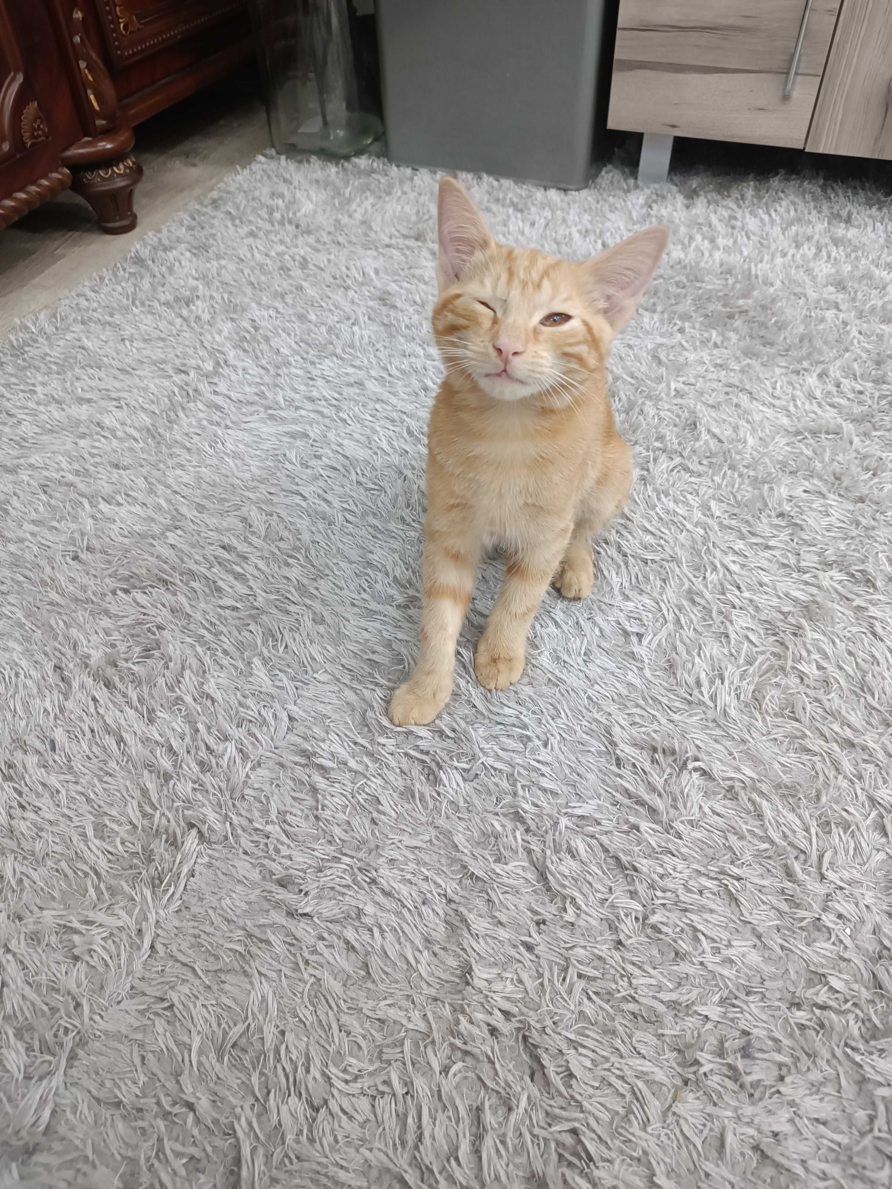 Котенок, мальчик, 5 месяцев