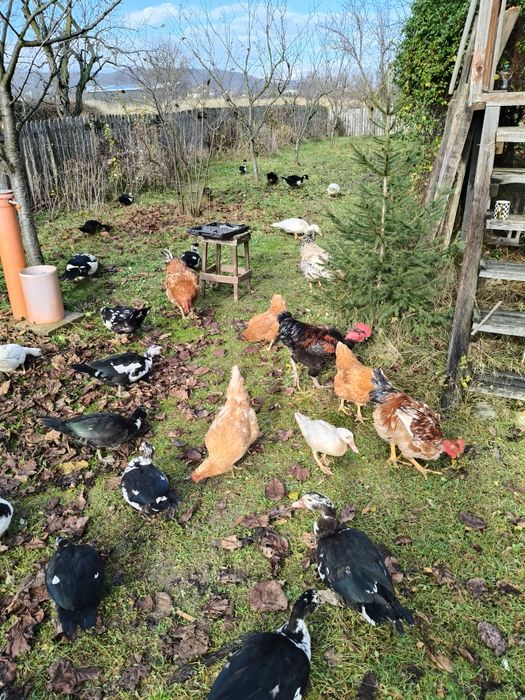 Rate lesesti 80 roni