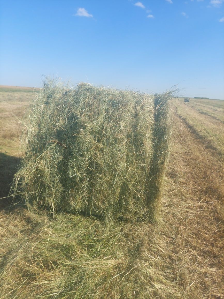 Сено в рулонах  1.2×1.2 Сипма. Покос текущего лета.