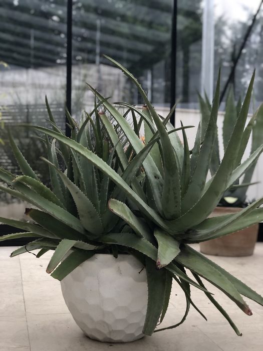 Vand Aloe Vera diametru 1 m