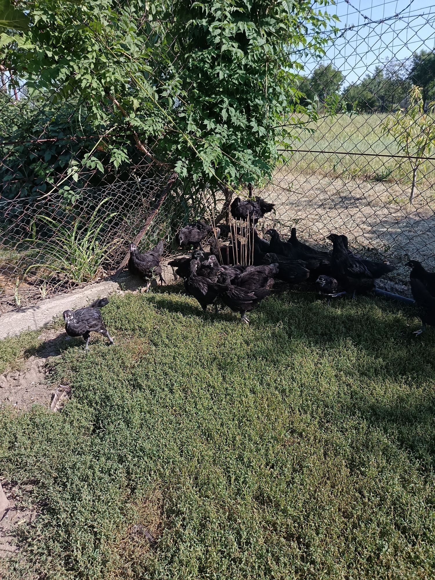 De vânzare pui australorp