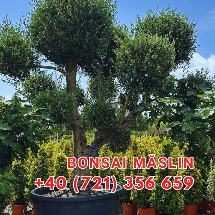 Tuia lilandi cupressocyparis & zmarard & multe alte plante va stam la