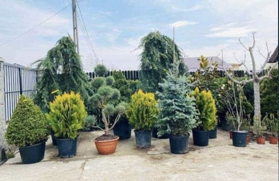 Plante ornamentale