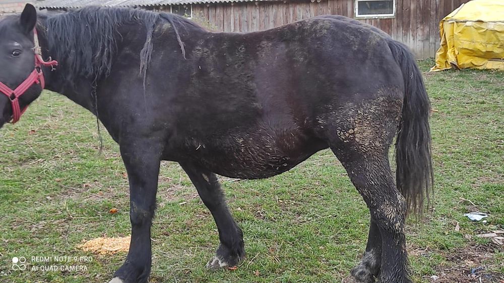Vând 2 iepe Vamă -Buzaului