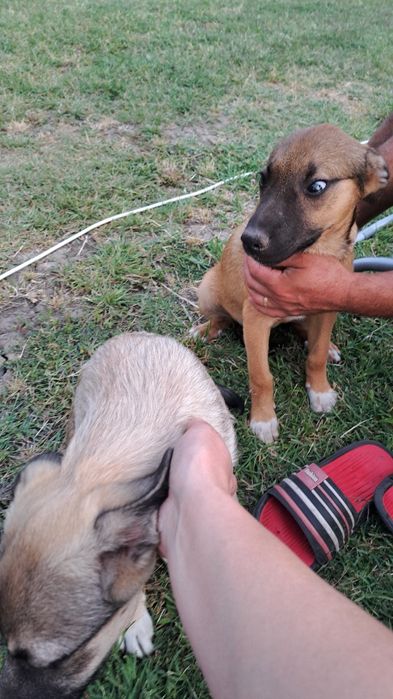 Adoptie responsabila