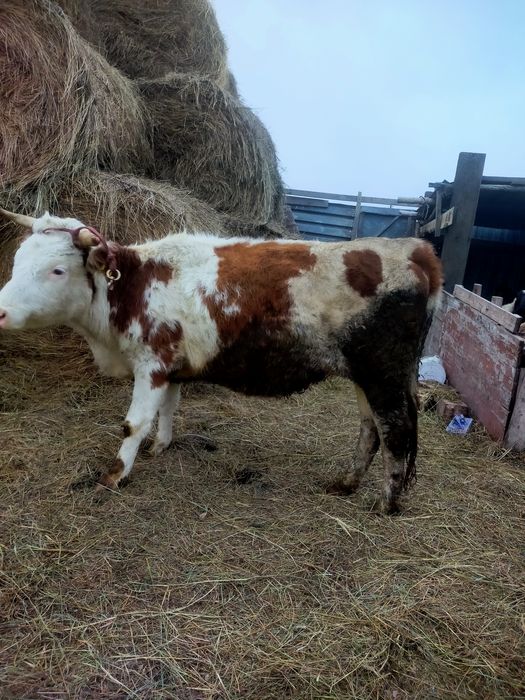 Продам 2 корову 2 бычка