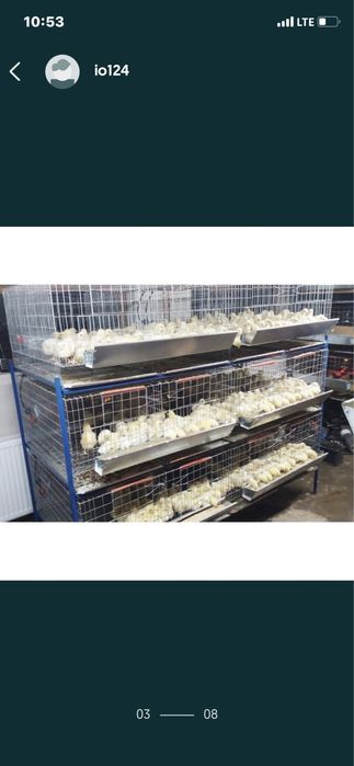 Prepelite pui oua Custi capcane