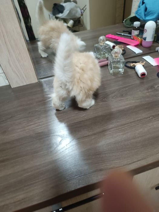 Продается котенок экзот мальчик