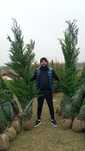 Plante de gradina