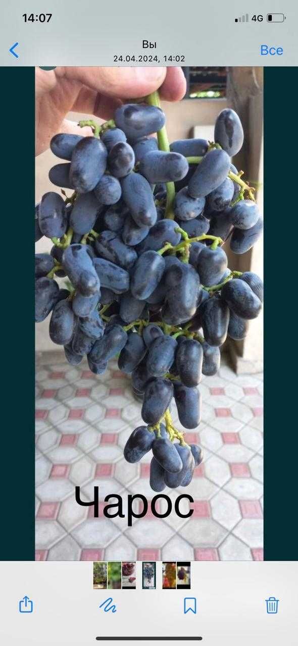Саженцы винограда